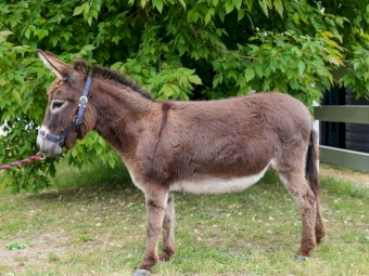 Registered Mini donkey and mini donkey foal