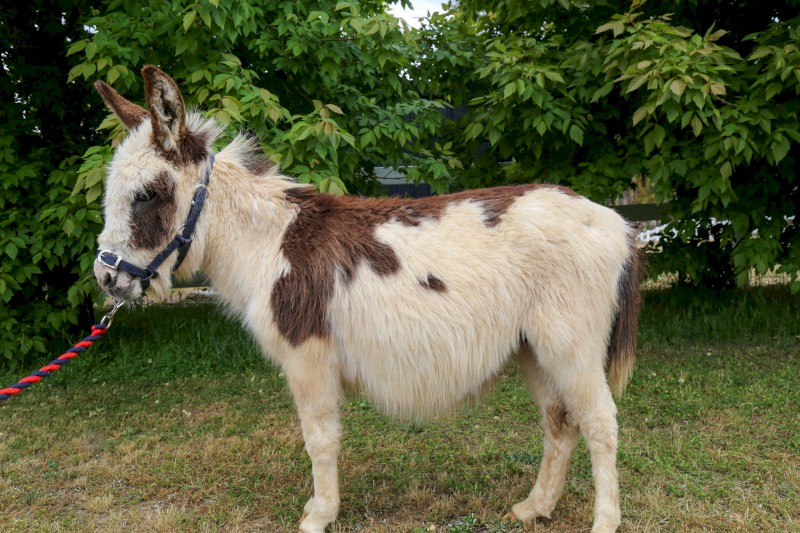 100% Registered American Miniature  Mediterranean Donkeys (1 Jack and 1 pregnant Jenny)