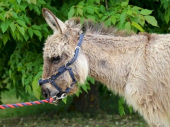 100% Registered American Miniature  Mediterranean Donkeys (1 Jack and 1 pregnant Jenny)