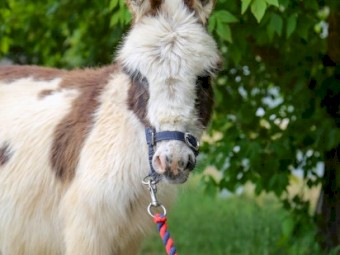 100% Registered American Miniature  Mediterranean Donkeys (1 Jack and 1 pregnant Jenny)
