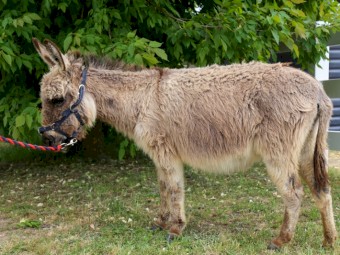100% Registered American Miniature  Mediterranean Donkeys (1 Jack and 1 pregnant Jenny)