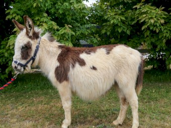 100% Registered American Miniature  Mediterranean Donkeys (1 Jack and 1 pregnant Jenny)