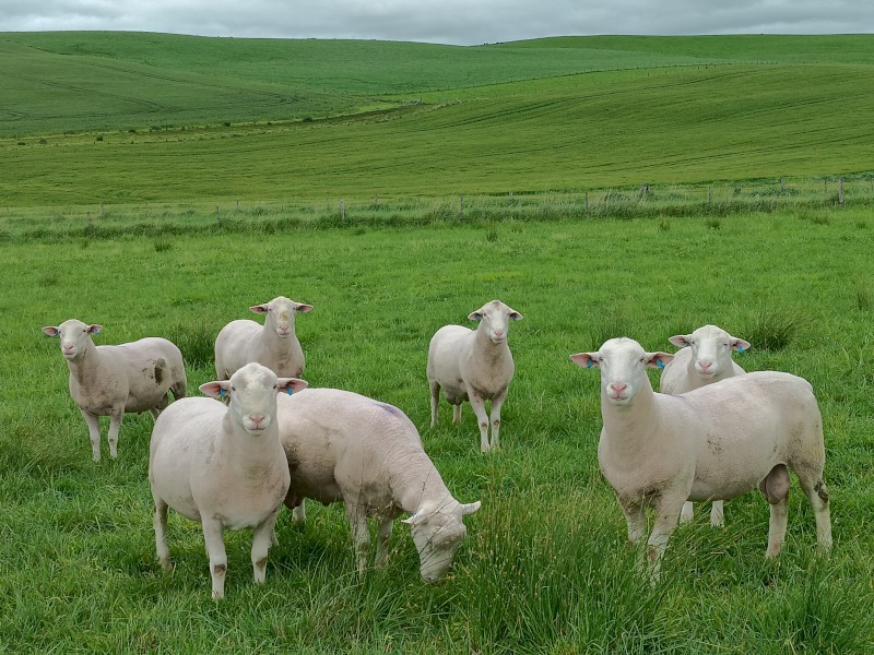 Rams: 2023 White Suffolk Flock Rams. $600.  Lambplan Data Available