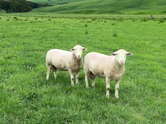 Rams: 2023 White Suffolk Flock Rams. $600.  Lambplan Data Available