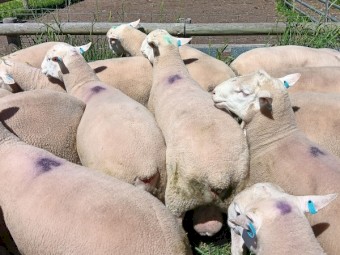 Rams: 2023 White Suffolk Flock Rams. $600.  Lambplan Data Available