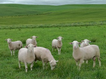 Rams: 2023 White Suffolk Flock Rams. $600.  Lambplan Data Available