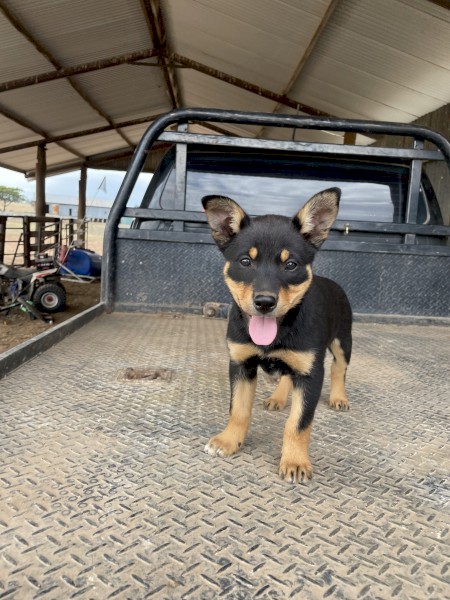Kelpie pups