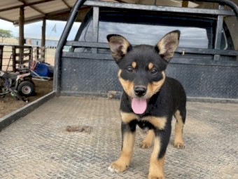Kelpie pups
