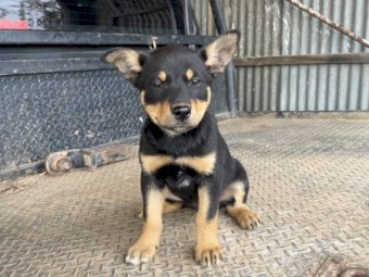 Kelpie pups