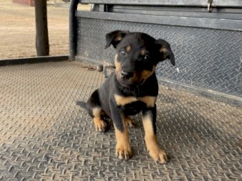 Kelpie pups