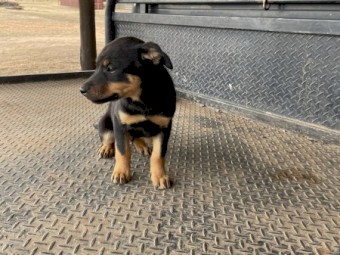 Kelpie pups