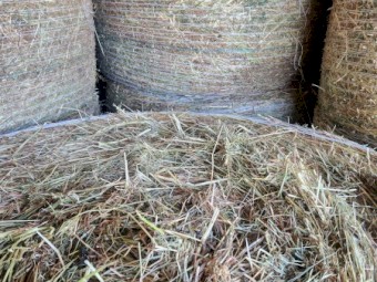 Pasture Hay 4x4 Rounds