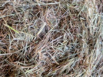 Pasture Hay 4x4 Rounds