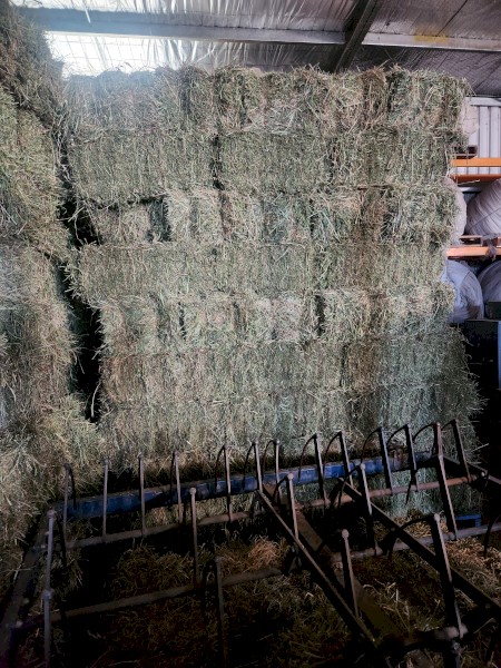 Lucerne Hay Small Square Bales