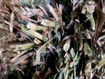 Lucerne Hay Small Square Bales