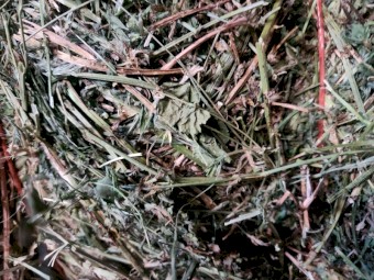 Lucerne Hay Small Square Bales