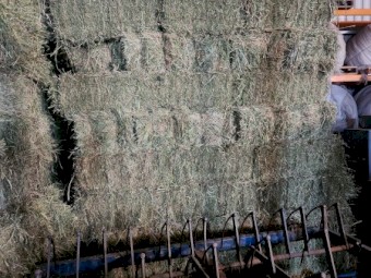 Lucerne Hay Small Square Bales