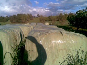 Pasture Silage 4x4 Round Bales