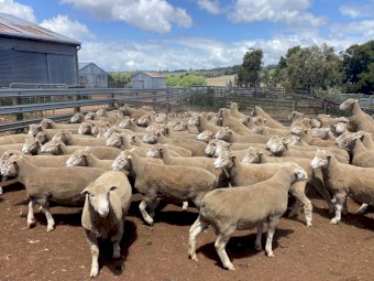 Derrynock BLD Poll Dorset Flock Rams