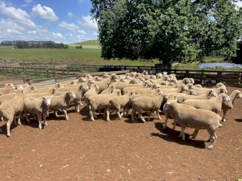 Derrynock BLD Poll Dorset Flock Rams