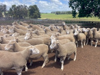 Derrynock BLD Poll Dorset Flock Rams