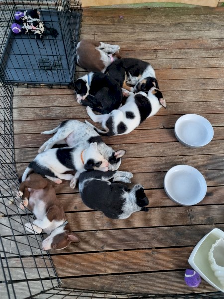 Border collie X Kelpie Pup