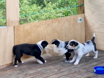 Border collie X Kelpie Pup
