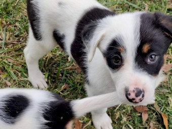 Border collie X Kelpie Pup