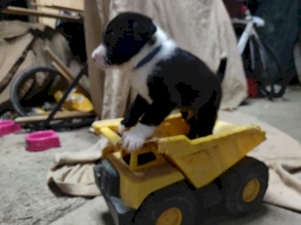 Border collie X Kelpie Pup