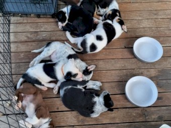 Border collie X Kelpie Pup