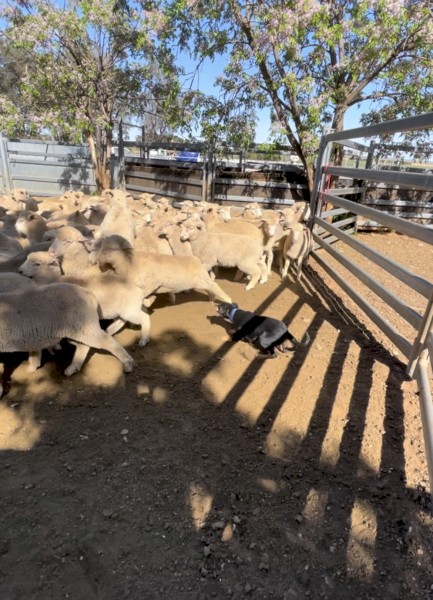 Kelpie female from yard dog champion. Video on sheep