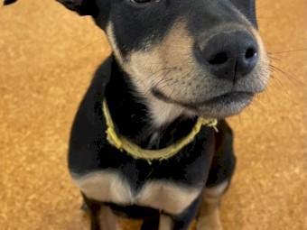 Kelpie female from yard dog champion. Video on sheep
