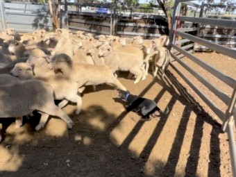 Kelpie female from yard dog champion. Video on sheep