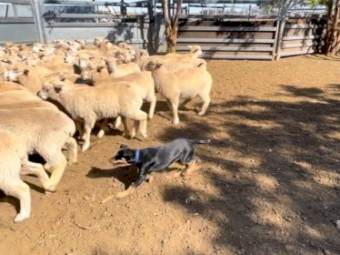 Kelpie female from yard dog champion. Video on sheep