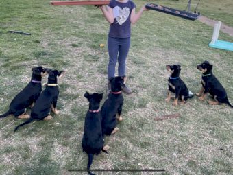Kelpie female from yard dog champion. Video on sheep