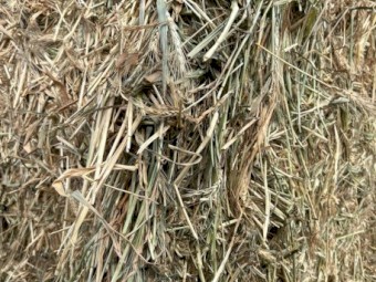 500mt Wheaten Hay 600kg 8x4x3 Bales