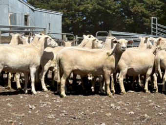 50 X 2.5yr old Nudie Self Shedding Ewes