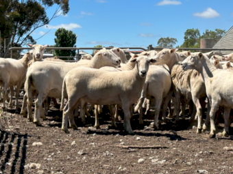 50 X 2.5yr old Nudie Self Shedding Ewes