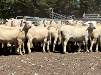 50 X 2.5yr old Nudie Self Shedding Ewes