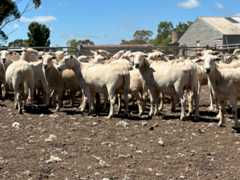 50 X 2.5yr old Nudie Self Shedding Ewes