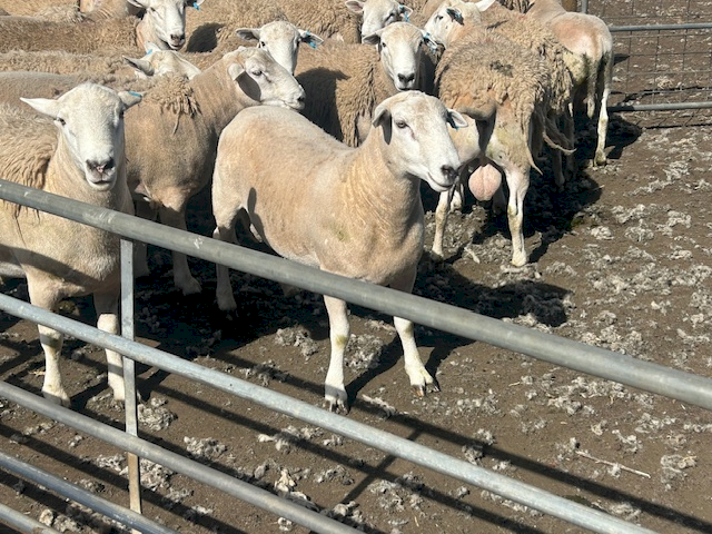 EVERGREEN NUDIE  rams - 2023 drop - ASBV recorded 