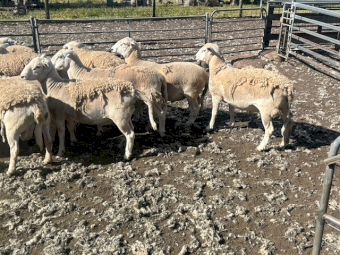 EVERGREEN NUDIE  rams - 2023 drop - ASBV recorded 