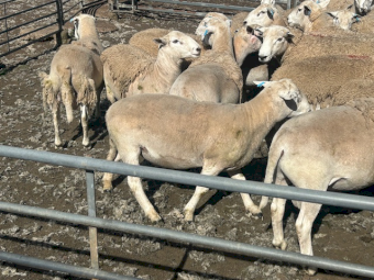 EVERGREEN NUDIE  rams - 2023 drop - ASBV recorded 