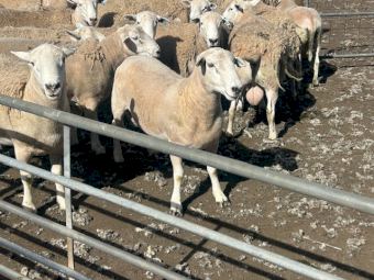 EVERGREEN NUDIE  rams - 2023 drop - ASBV recorded 