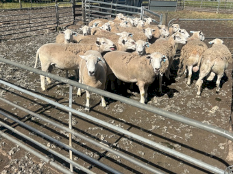 EVERGREEN NUDIE  rams - 2023 drop - ASBV recorded 