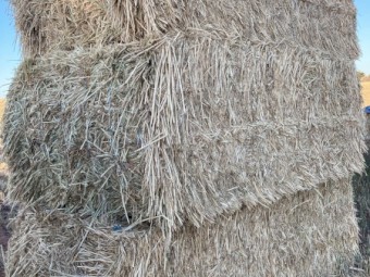 Wheaten Hay 8x4x3 Bales