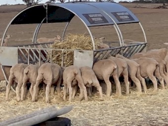 Wheaten Hay 8x4x3 Bales