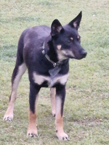 7 month old kelpie cross cattle 