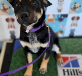 7 month old kelpie cross cattle 