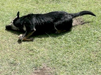 7 month old kelpie cross cattle 